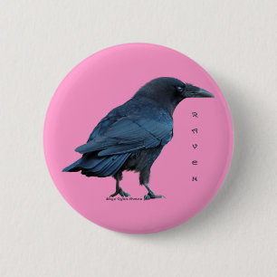 Black Raven Collection III Knapp