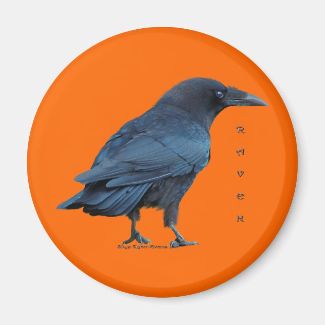 Black Raven Collection III Magnet (Framsidan)