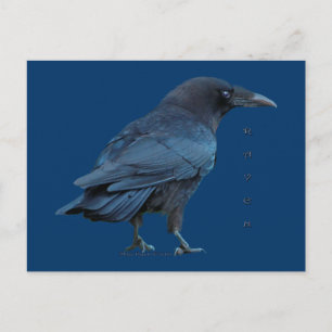 Black Raven III-vykortsserie Vykort