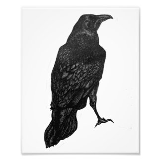 Black Raven Print Fototryck
