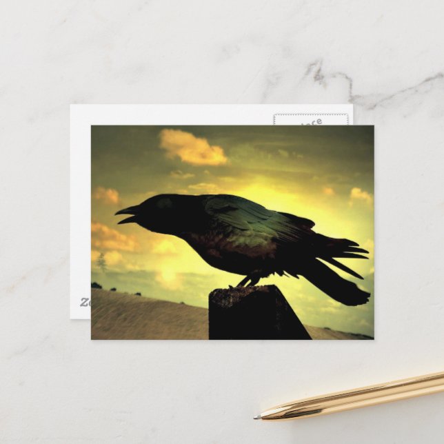 Black Raven Vykort (Fram/Back In Situ)