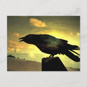 Black Raven Vykort