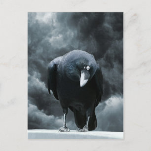 Black Raven Vykort