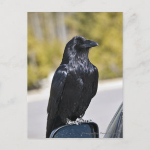 Black Raven - vykort