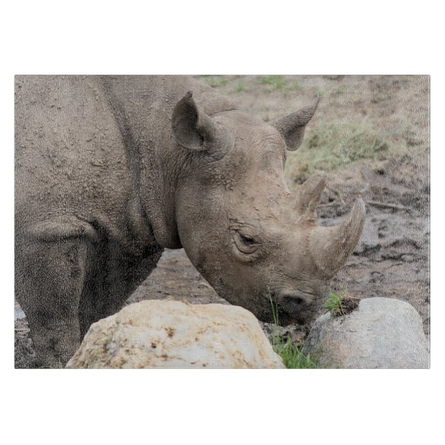 Black rhino (Framsidan)