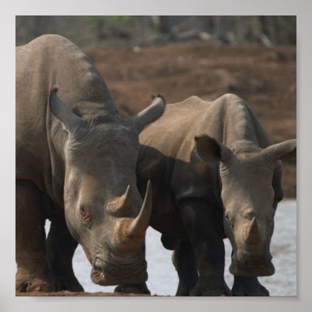 Black Rhino Poster Skriv ut (Framsidan)