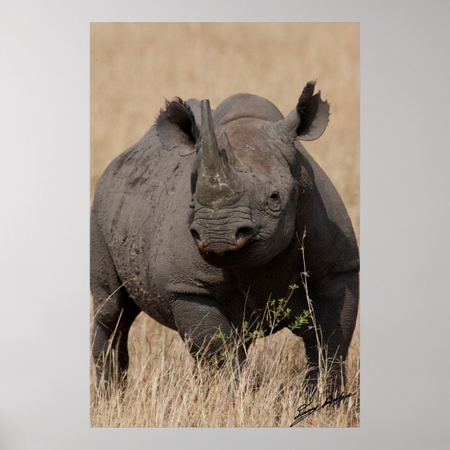 Black Rhino Stare-Down Poster (Framsidan)