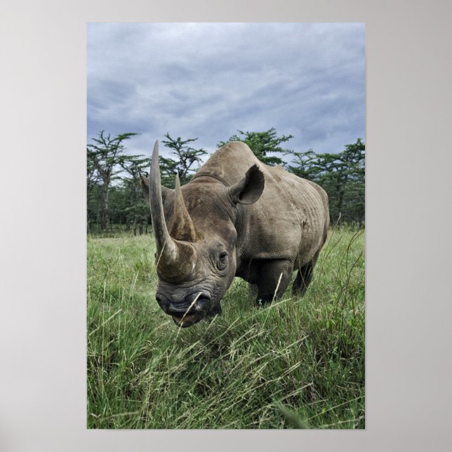 Black Rhinoceros, Diceros bicornis, Kenya Poster (Framsidan)