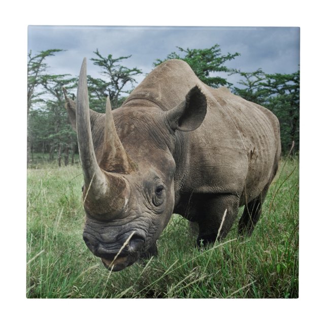 Black Rhinoceros | Kenya Kakelplatta (Framsidan)