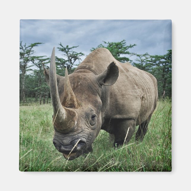 Black Rhinoceros | Kenya Magnet (Framsidan)
