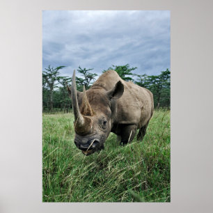 Black Rhinoceros Kenya Poster