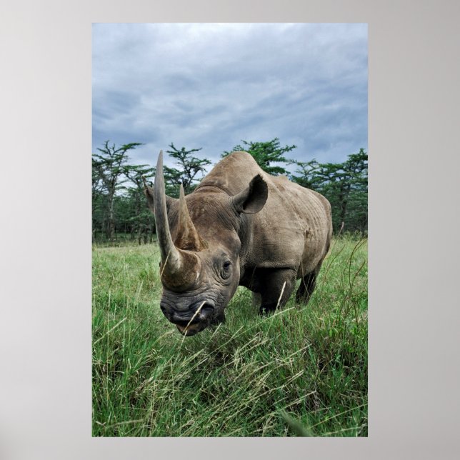 Black Rhinoceros | Kenya Poster (Framsidan)