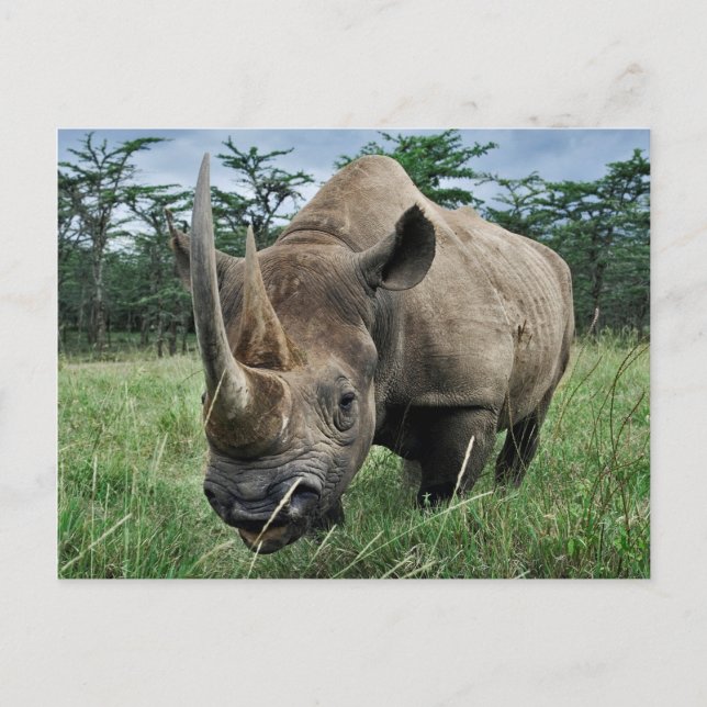 Black Rhinoceros | Kenya Vykort (Framsida)