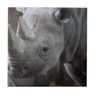 Black Rhinoceros Photo Kakelplatta