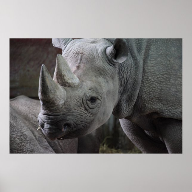 Black Rhinoceros Photo Poster (Framsidan)