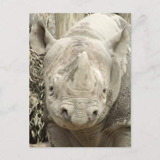 Black Rhinoceros vykort