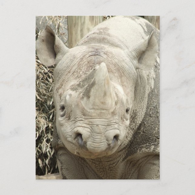 Black Rhinoceros vykort (Framsida)
