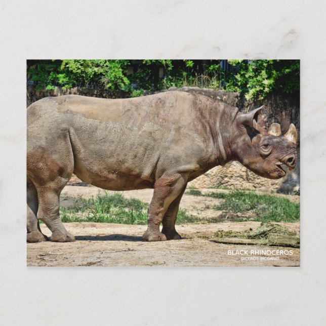 Black Rhinoceros [vykort] ポ ス ト カ ー Vykort (Framsida)