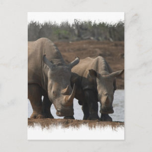 Black Rhinos-vykort Vykort