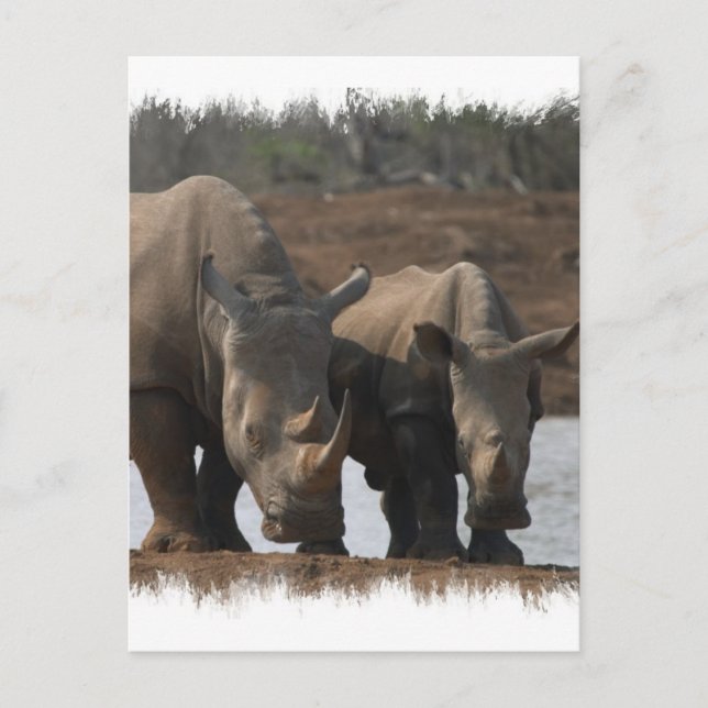Black Rhinos-vykort Vykort (Framsida)