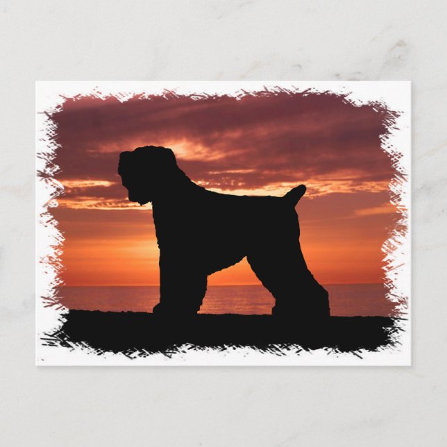 Black Russian Terrier Vykort (Framsida)