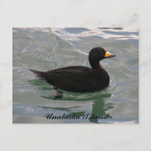 Black Scoter Anka, Unalaska Island Vykort