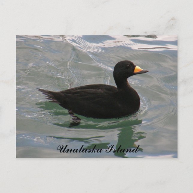 Black Scoter Anka, Unalaska Island Vykort (Framsida)