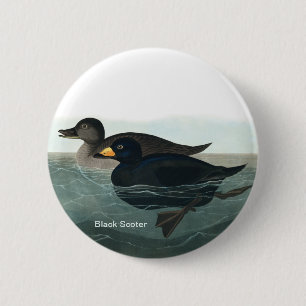 Black Scoter, Audubon, Sea Anka, Birder Attory Knapp