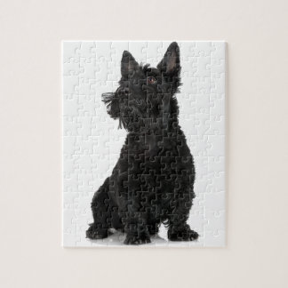 Black Scottish Terrier Pussel