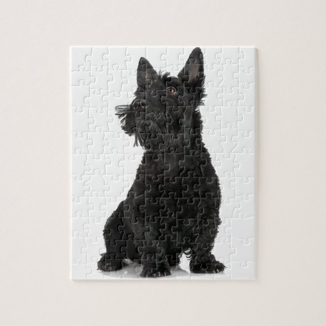 Black Scottish Terrier Pussel (Vertikal)