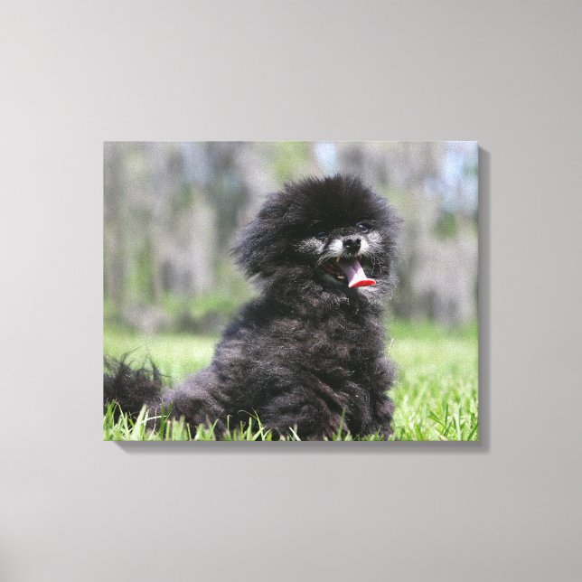 Black Senior Pomeranian Canvastryck (Framsida)