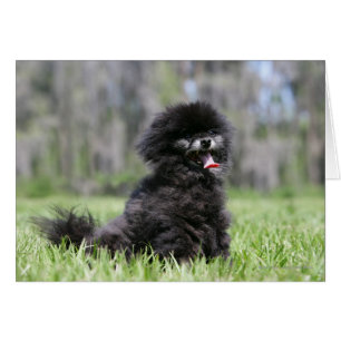 Black Senior Pomeranian Hälsningskort