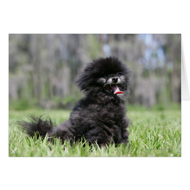 Black Senior Pomeranian Hälsningskort (Framsidan Horizontal)