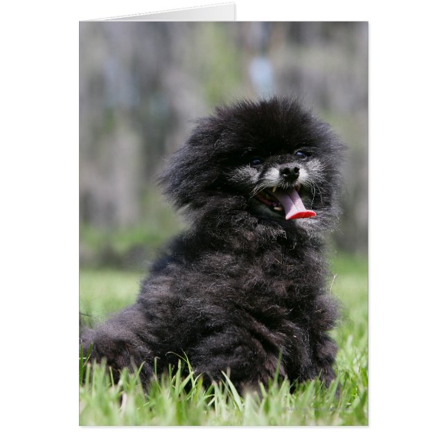 Black Senior Pomeranian Hälsningskort (Framsidan)