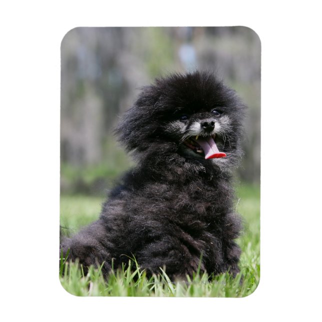Black Senior Pomeranian Magnet (Vertikal)