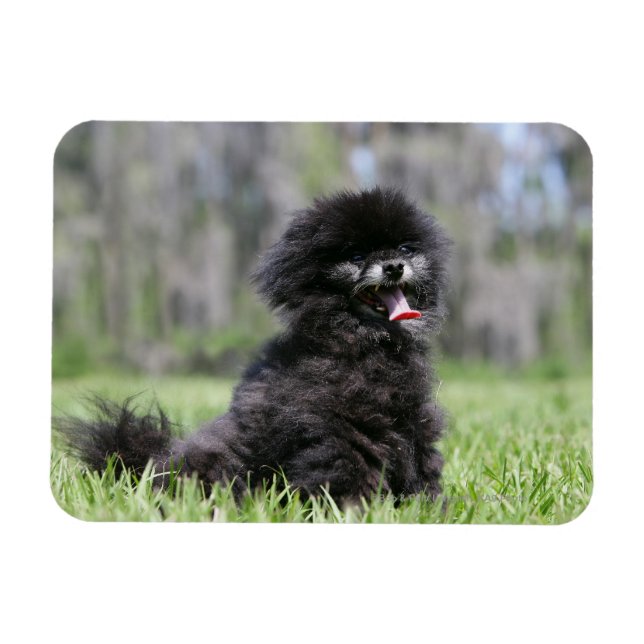 Black Senior Pomeranian Magnet (Horisontell)