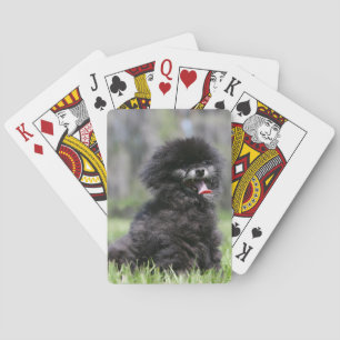 Black Senior Pomeranian Spel Kort