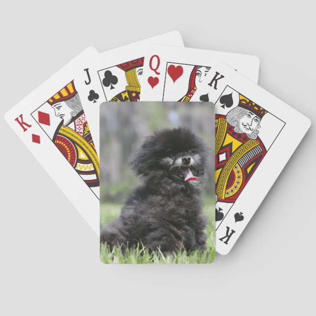 Black Senior Pomeranian Spel Kort (Baksidan)