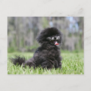 Black Senior Pomeranian Vykort