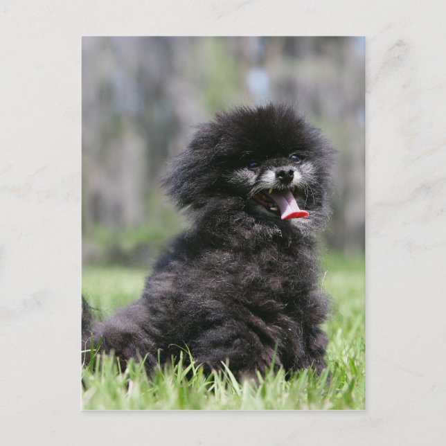 Black Senior Pomeranian Vykort (Framsida)