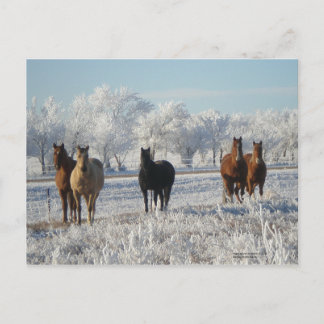 Black Sheep Horse Vykort