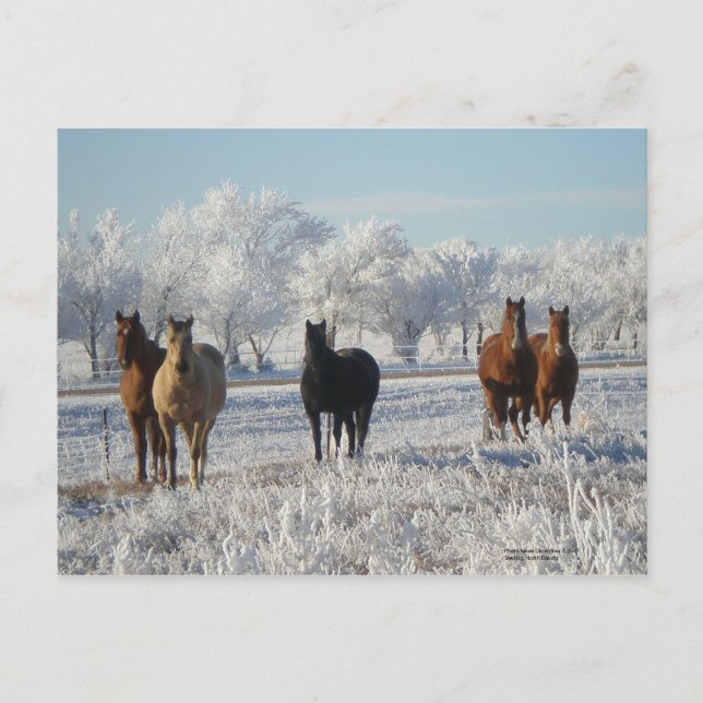 Black Sheep Horse Vykort (Framsida)