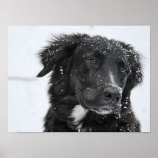 Black Shepherd Dog in the Snow Poster