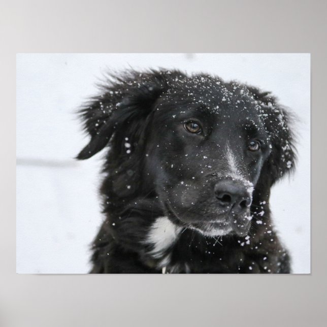 Black Shepherd Dog in the Snow Poster (Framsidan)
