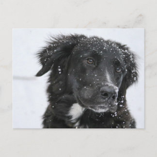Black Shepherd Dog in the Snow Vykort