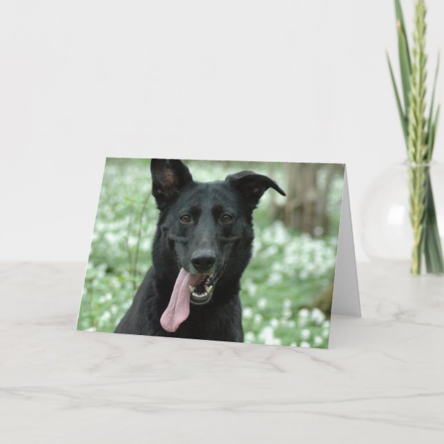 Black Shepherd Greeting Card Kort (Framsida)