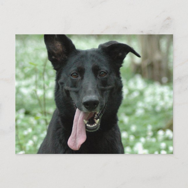 Black Shepherd Postcard Vykort (Framsida)