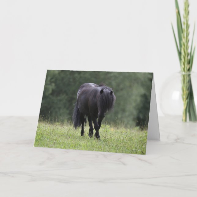 Black Shetland Pony Stallion Walking Kort (Framsida)