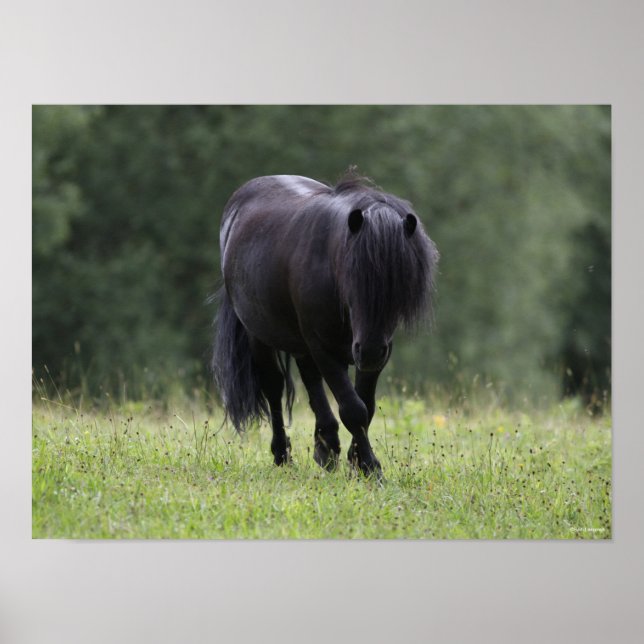 Black Shetland Pony Stallion Walking Poster (Framsidan)