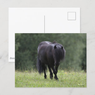 Black Shetland Pony Stallion Walking Vykort